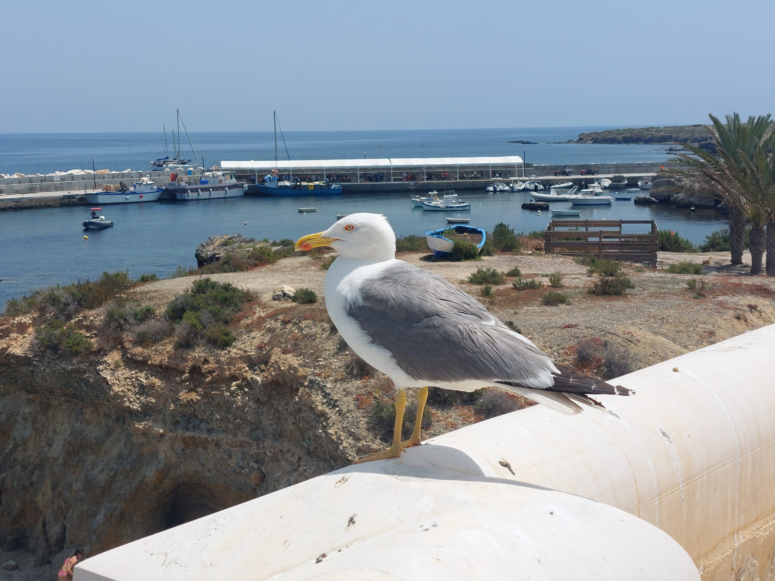 Tabarca Island Day Trip with Snorkelling