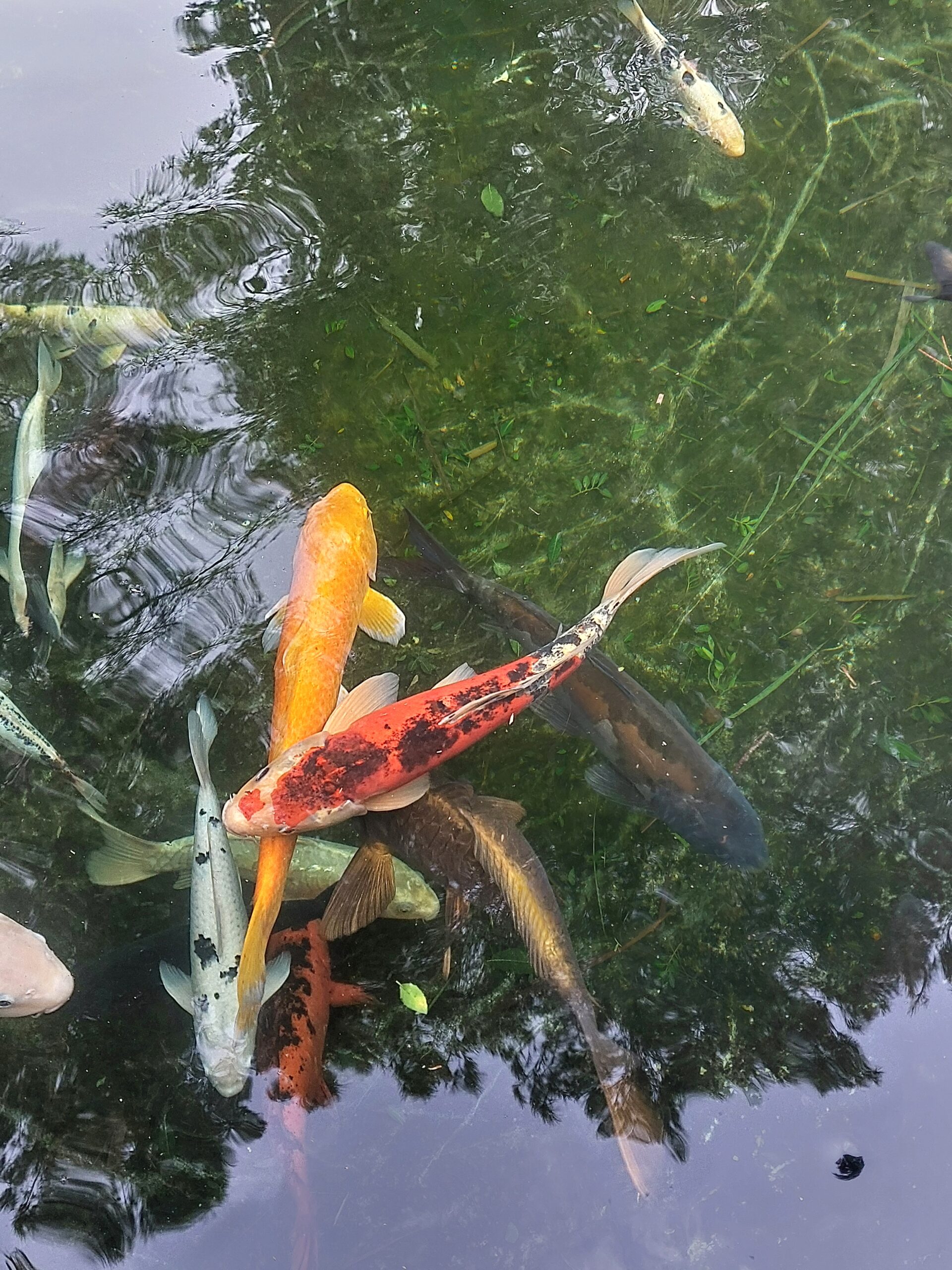 Albarda Gardens and Denia Day Trip